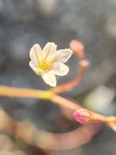 Spurry Buckwheat