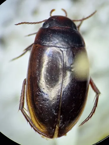 Ilybius hypomelas