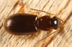 Rectangular Harp Ground Beetle thumbnail 1