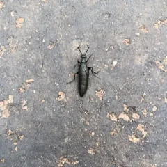 Buttercup Oil Beetle thumbnail 3