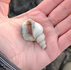 American pelicanfoot thumbnail 1