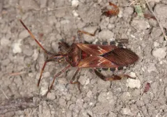 Western Conifer Seed Bug thumbnail 4