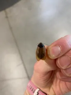 Surinam Cockroach thumbnail 2