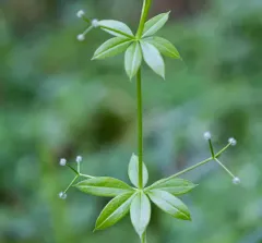 fragrant bedstraw thumbnail 4