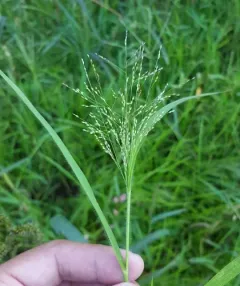 Gattinger's panic grass thumbnail 3