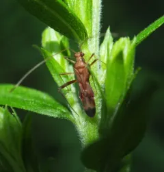 Paraxenetus guttulatus thumbnail 2