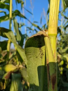 Bird Cherry-oat Aphid thumbnail 4