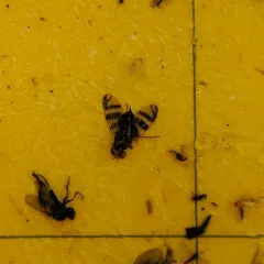 Western Cherry Fruit Fly thumbnail 4