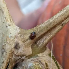 Eleven-spotted Ladybird Beetle thumbnail 2