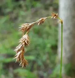 necklace sedge thumbnail 4