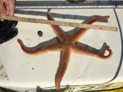 Icasterias panopla thumbnail 3