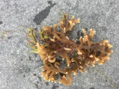 Alcyonidium gelatinosum thumbnail 2