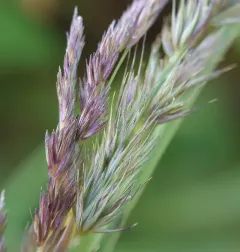 Marsh Muhly thumbnail 3