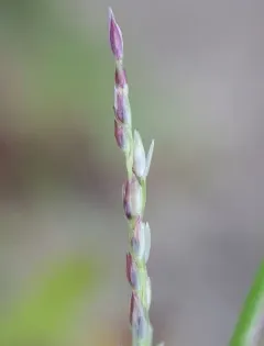 Small Dropseed thumbnail 3