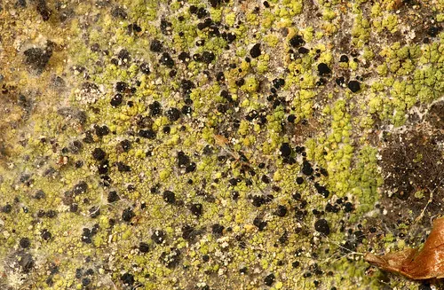 Psilolechia clavulifera