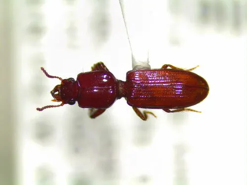 Paraclivina ferrea