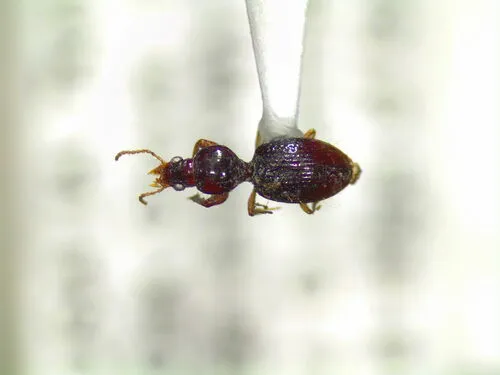 Dyschirius pilosus