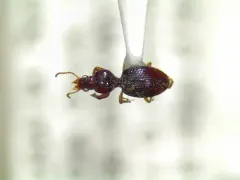 Dyschirius pilosus thumbnail 1