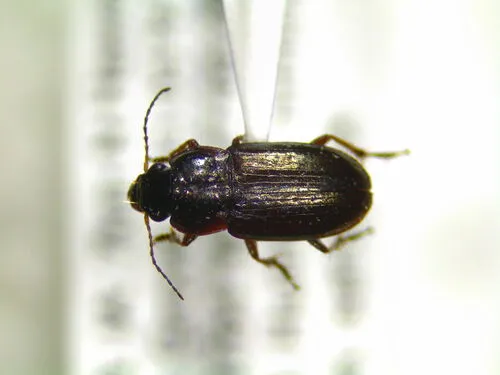 Selenophorus planipennis