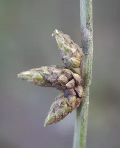 Smith's Bulrush thumbnail 4