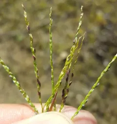 smooth crabgrass thumbnail 4