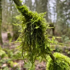 Douglas' Neckera Moss thumbnail 3
