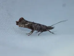 Ypsolopha senex thumbnail 3