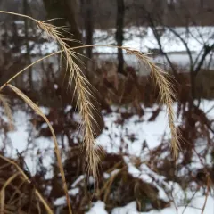 river wild rye thumbnail 4