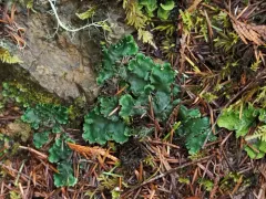 Peltigera chionophila thumbnail 2