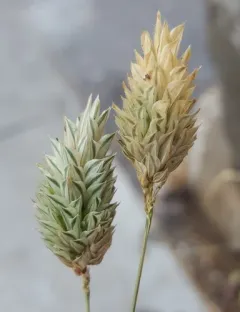 canary grass thumbnail 4