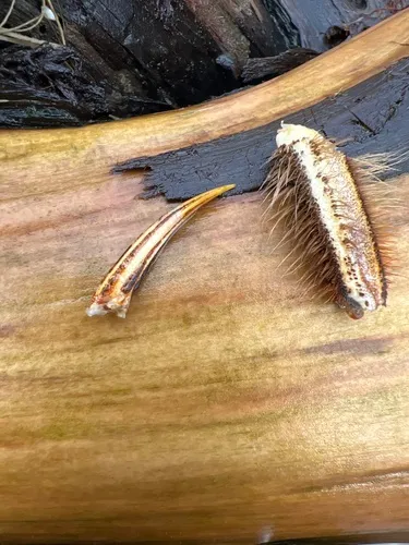 Chinese Mitten Crab