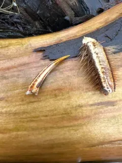 Chinese Mitten Crab thumbnail 1