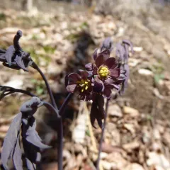 early blue cohosh thumbnail 4