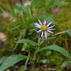 Leafy Aster thumbnail 4
