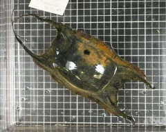 Boreal Skate thumbnail 4