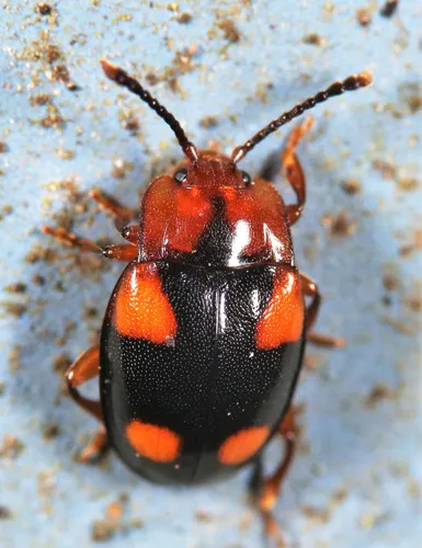 Mycetina hornii