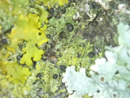 Licea parasitica