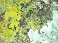 Licea parasitica thumbnail 1
