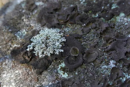 Powdered Foam Lichen