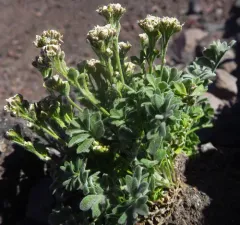 Alpine Smelowskia thumbnail 2