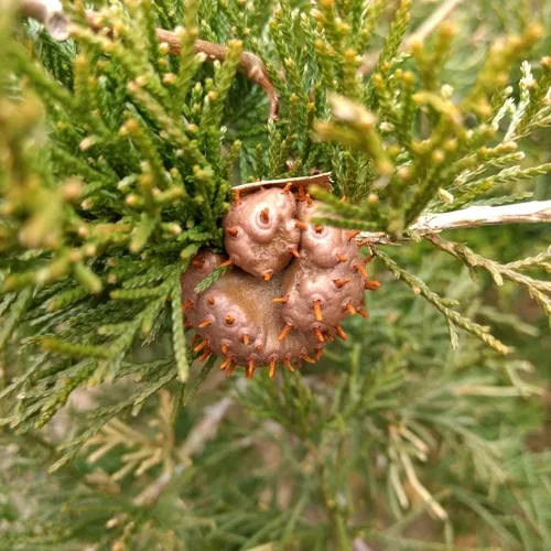 Cedar-apple rust
