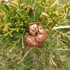 Cedar-apple rust thumbnail 1