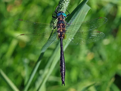 Kennedy's Emerald