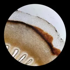 Pholiota brunnescens thumbnail 4