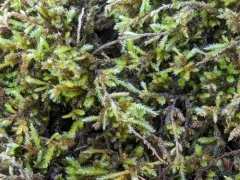 California antitrichia moss thumbnail 4