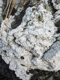 Coccotrema maritimum thumbnail 4