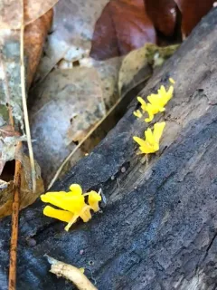 Calocera furcata thumbnail 3