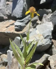 spearleaf arnica thumbnail 4