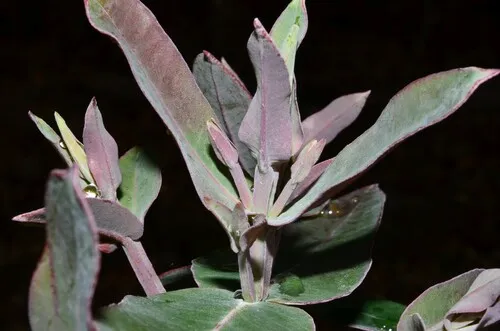 Tasmanian blue gum