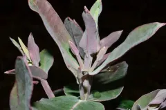 Tasmanian blue gum thumbnail 1
